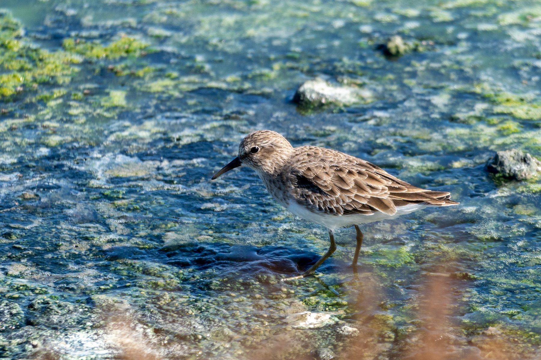 A small brown shorebird looking for food in algae covered mud.