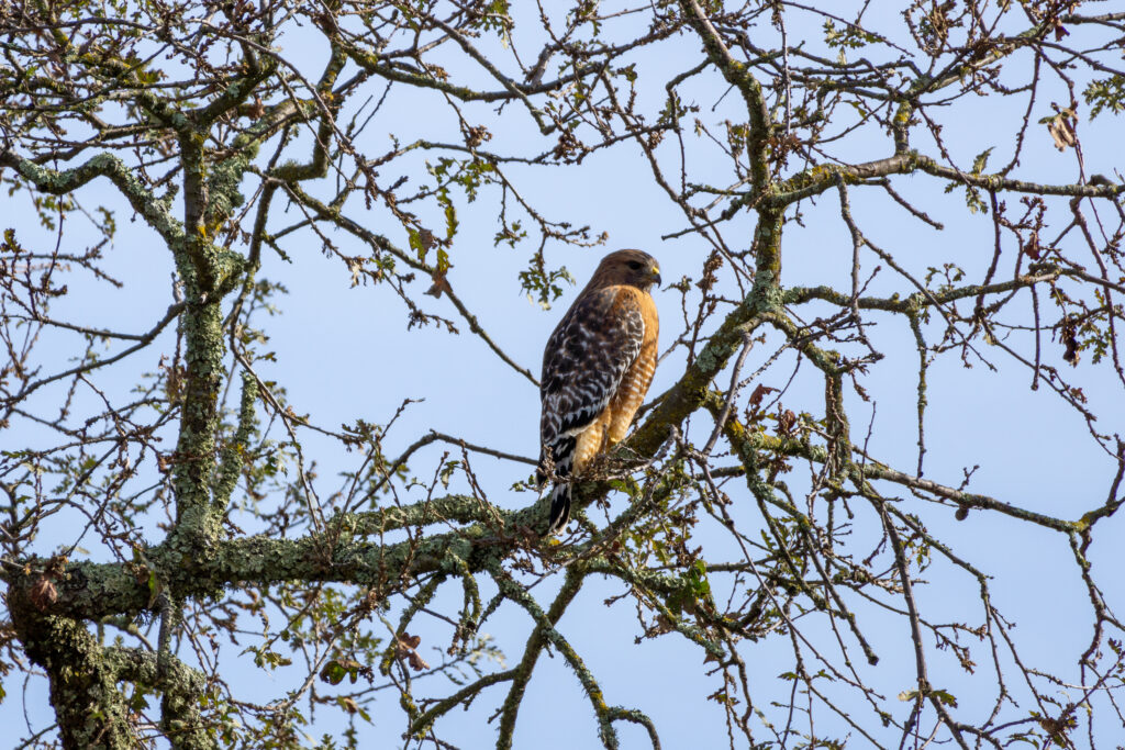A red-shouldered hawk perches in a tree at the stables.  