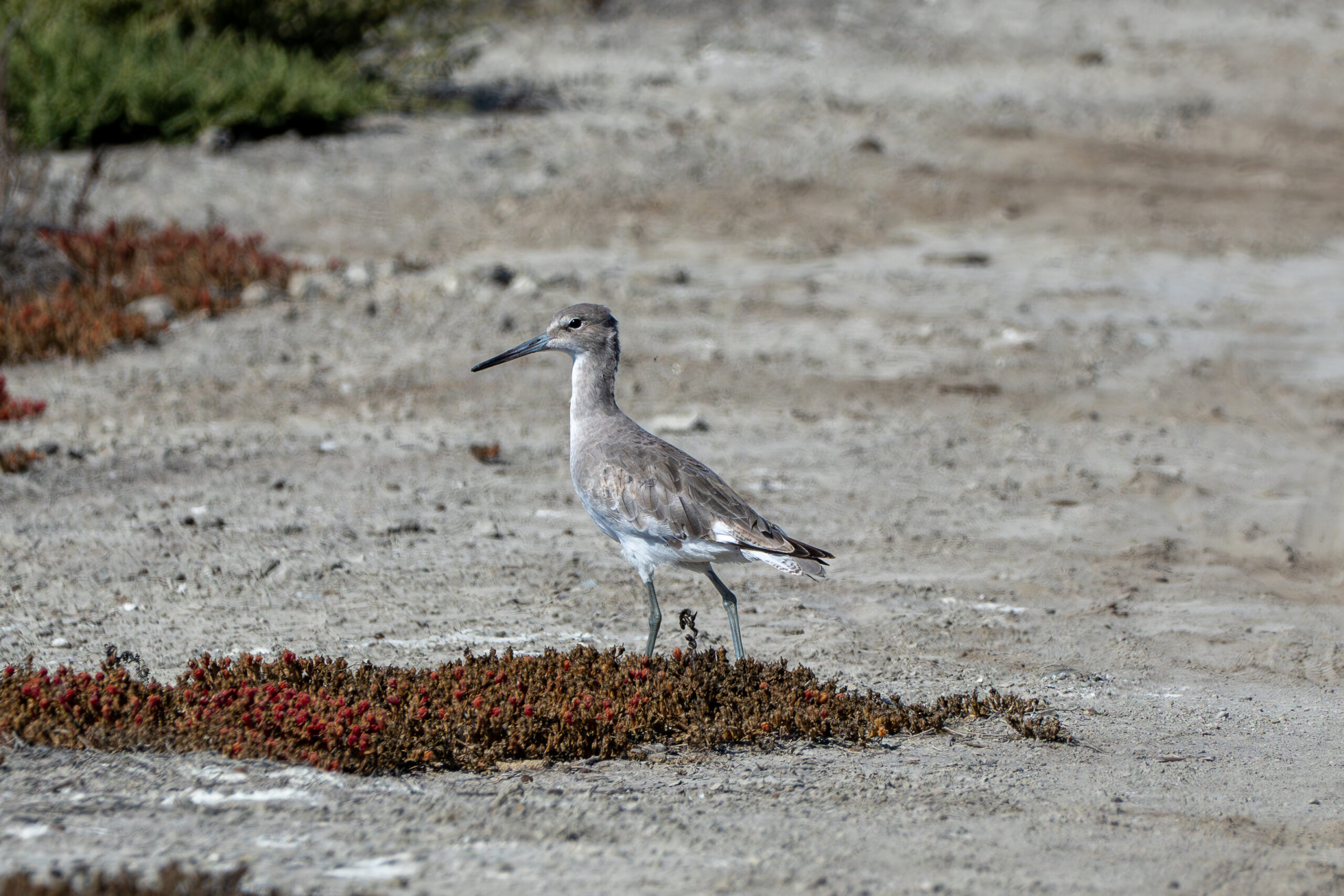 A grey medium-sized shorebird standing on a dirt path with some rusty brown vegetation in front.  