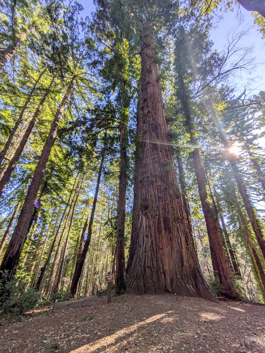 A medium sized redwood tree in the sunlight.