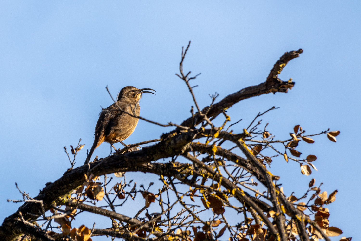 A California thrasher sings from the top of a bush at Guadalupe Oak Grove Park in San Jose.