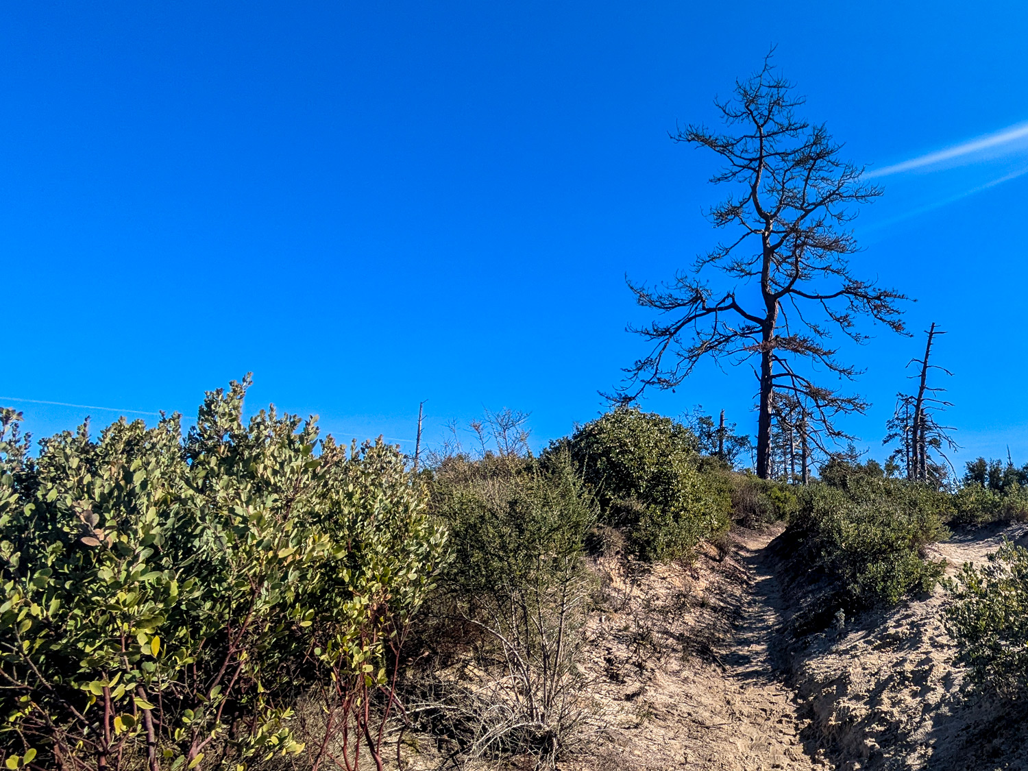 A Ponderosa pine growing in the Sandhills.