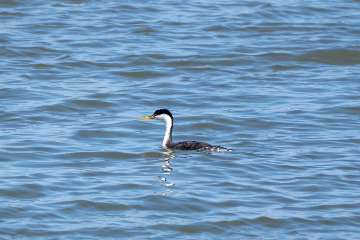 A slender black and white water bird in the open water.