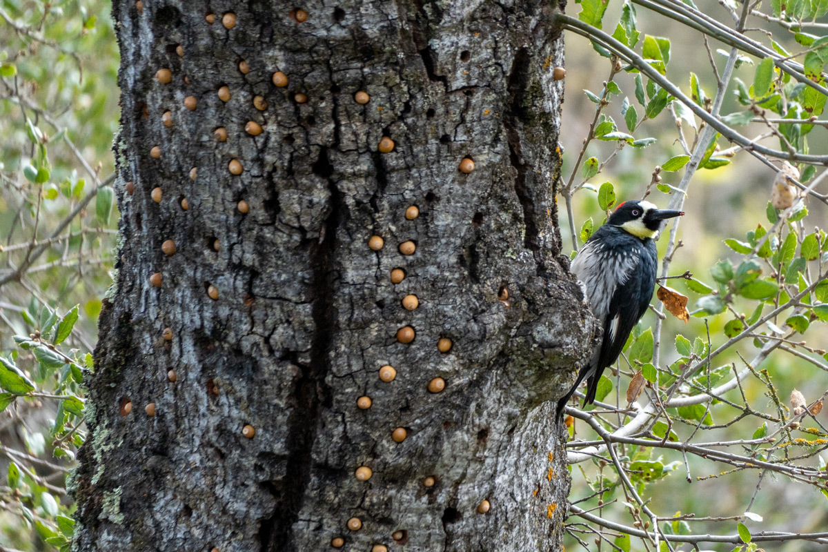 A woodpecker on a tree trunk with acorns stored in holes in the bark.