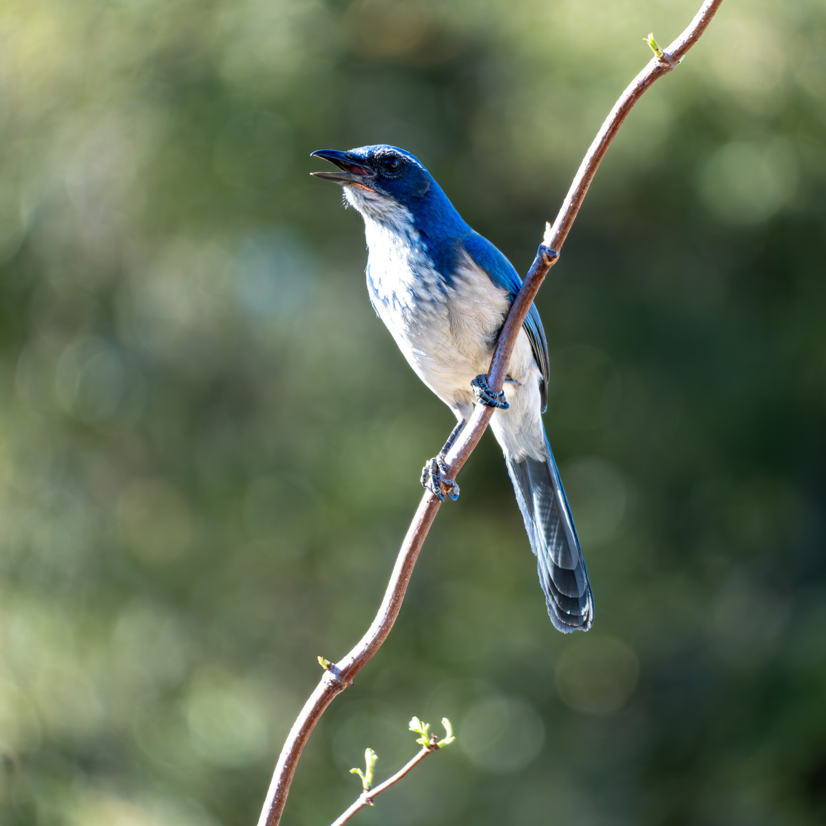 A blue and gray bird perched on a bare branch.