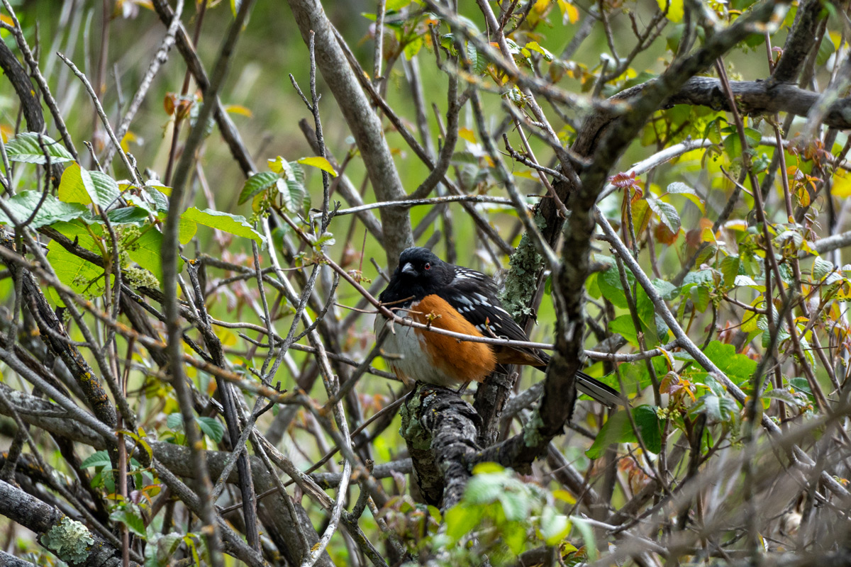 A black and rust colored bird in a bush.
