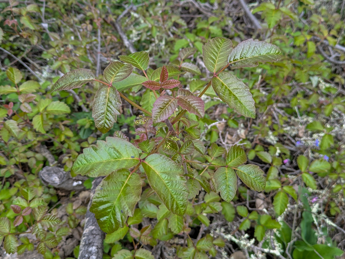A poison oak plant.