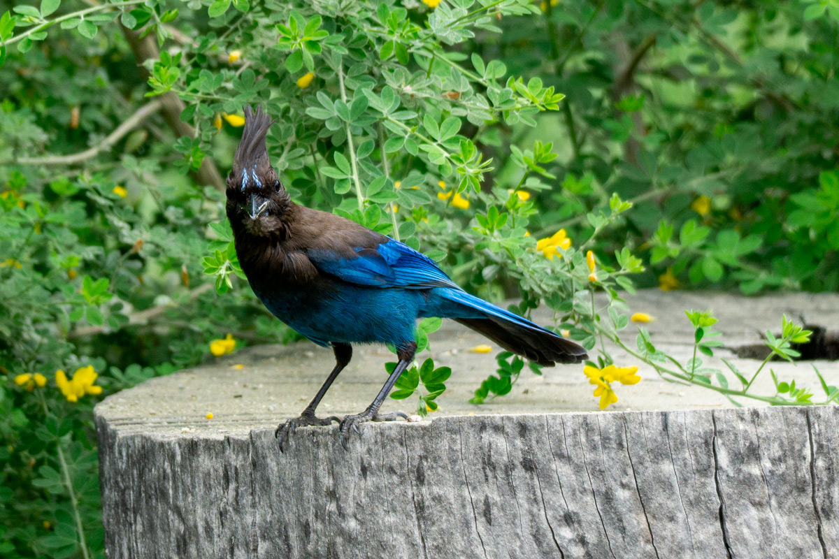 A black and blue bird with a crest on a log.