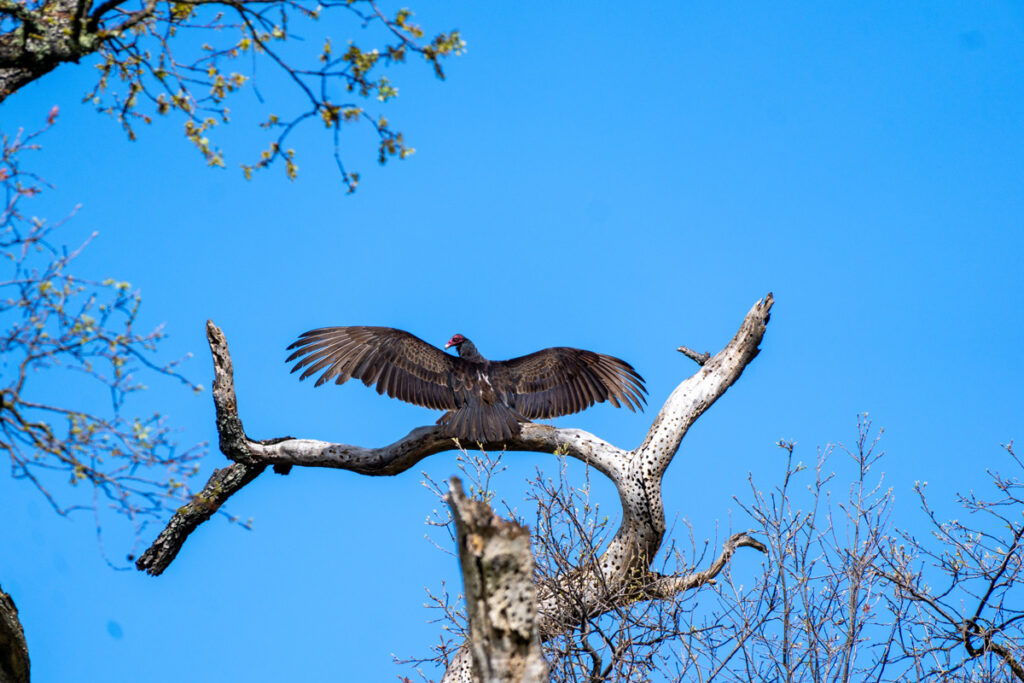 A vulture on a dead tree with wings spread.