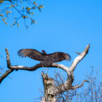 A vulture on a dead tree with wings spread.