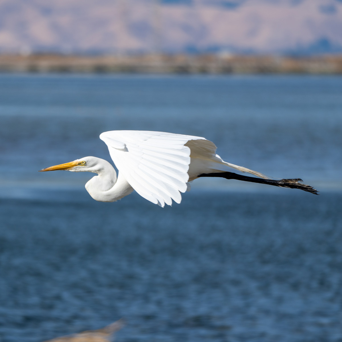 A great egret flying across the water.