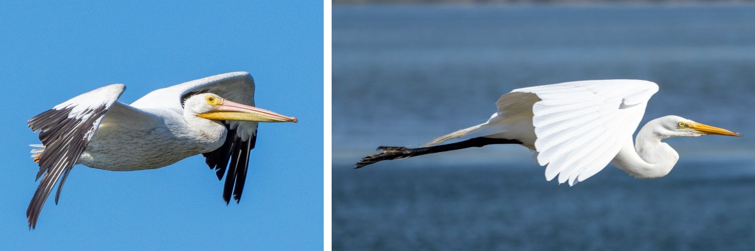 Side by side photos of a white pelican (left) and a great egret (right) flying.