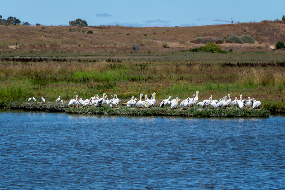 A large group of white birds by the water.