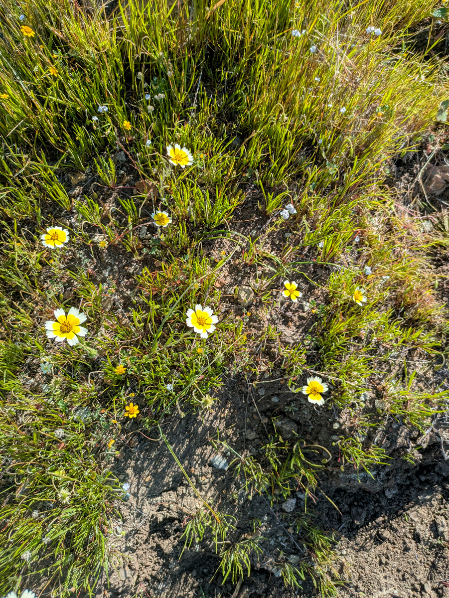 Blooming white and yellow flower.