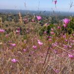 A field of pink flowers against dried grass.