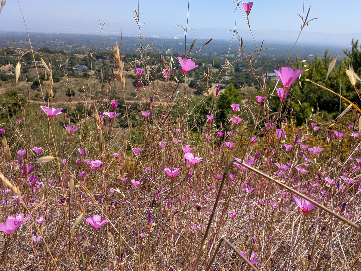 A field of pink flowers against dried grass.