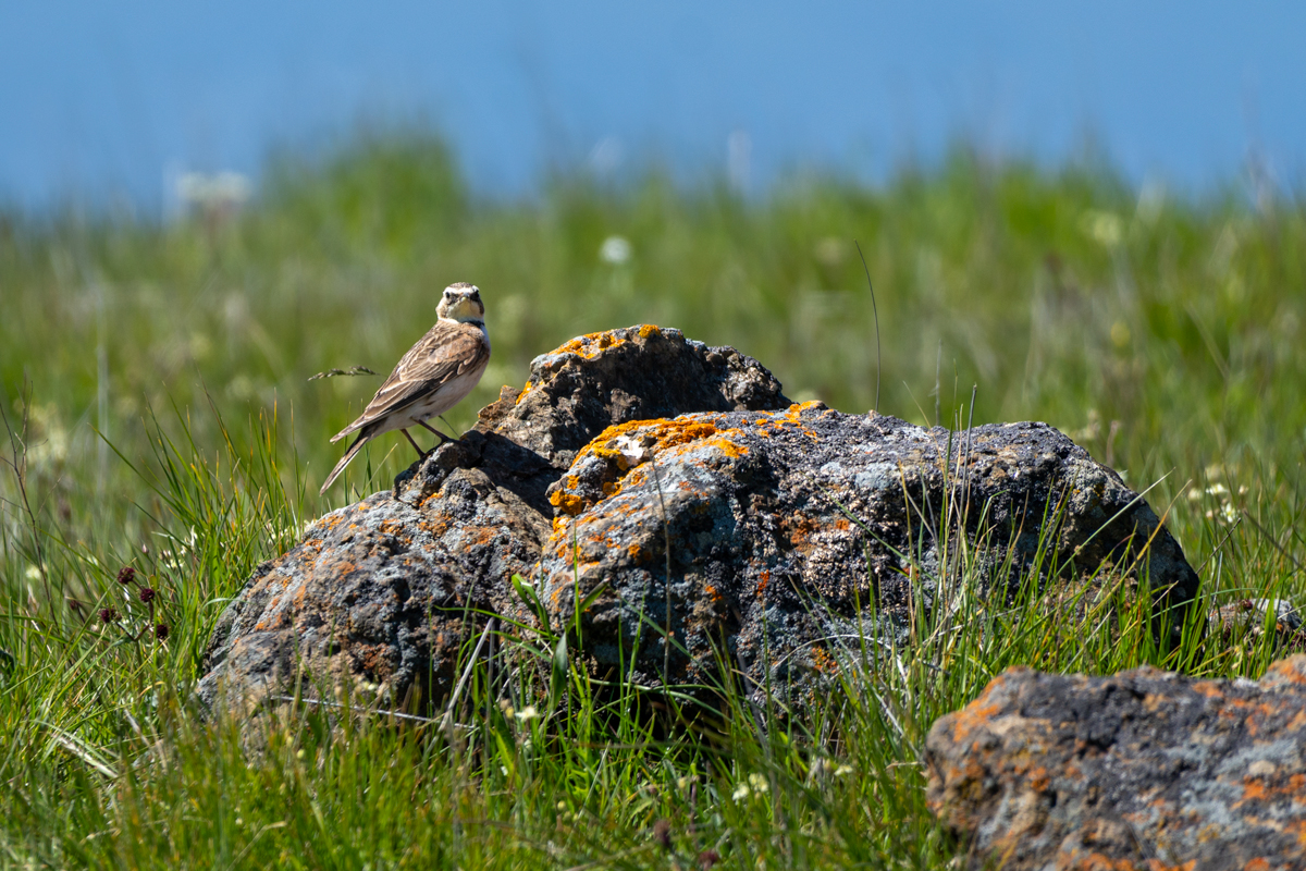 A horned lark perched on serpentine rock at Máyyan 'Ooyákma - Coyote Ridge Open Space Preserve.