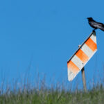 An orange and white striped sign slanted down with a raven perched at the top against a cloudless bright blue sky on a sunny day.