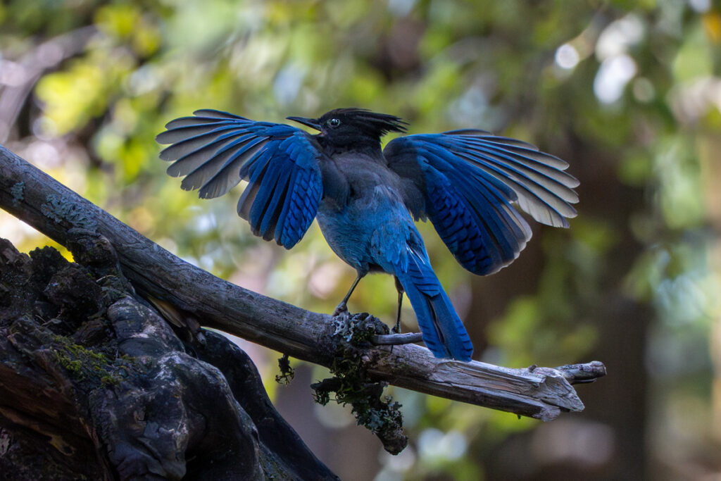 A bird with a black crested head and dark blue body with wings outstretched on a branch.