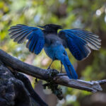 A bird with a black crested head and dark blue body with wings outstretched on a branch.