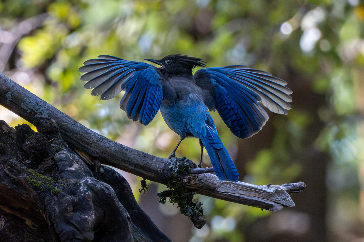 A bird with a black crested head and dark blue body with wings outstretched on a branch.