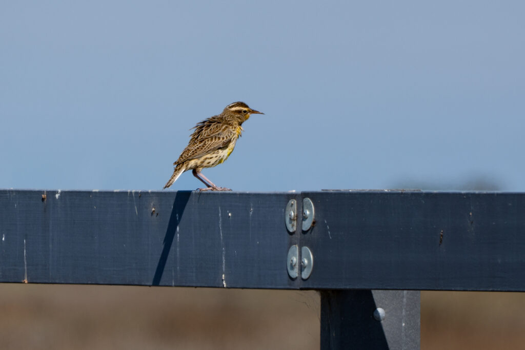 A western meadowlark perched on a blue wooden railing.