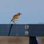 A western meadowlark perched on a blue wooden railing.