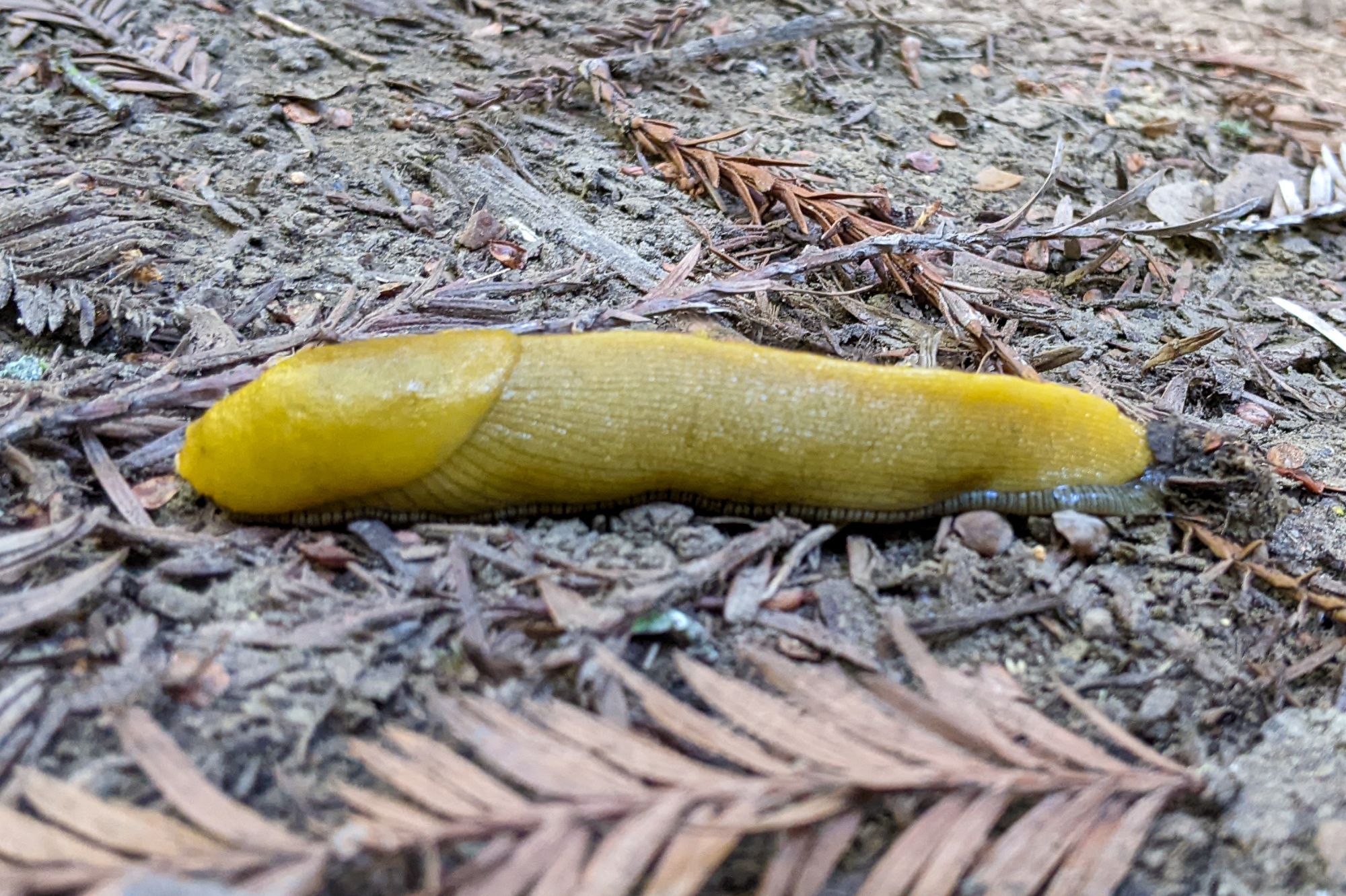 A yellow slug on the floor of a forest with a dried pine need in front.