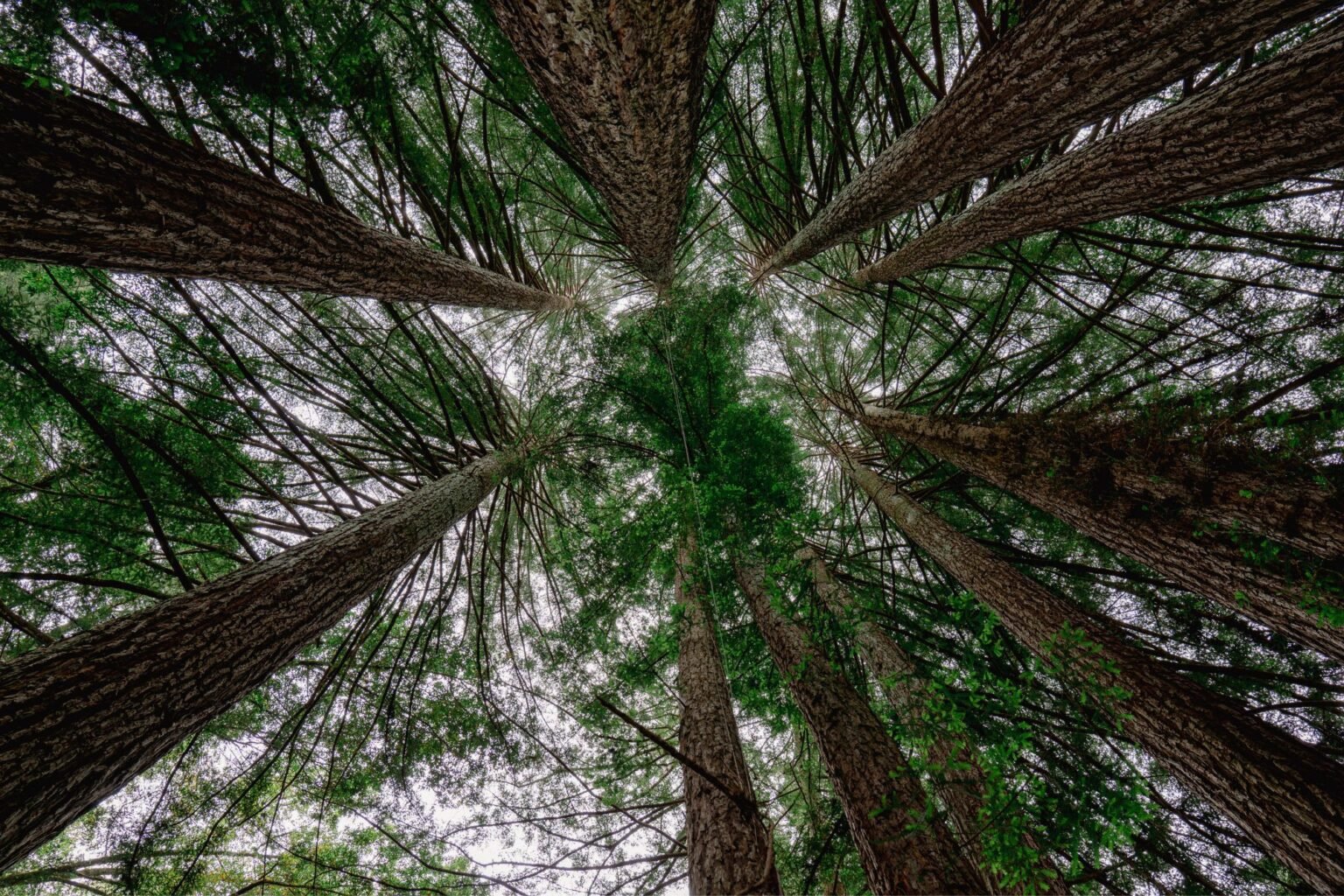 A view straight up a grove of redwoods.