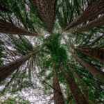 A view up to the canopy of a grove of redwood trees.