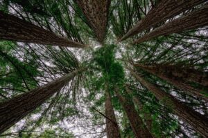 A view up to the canopy of a grove of redwood trees.