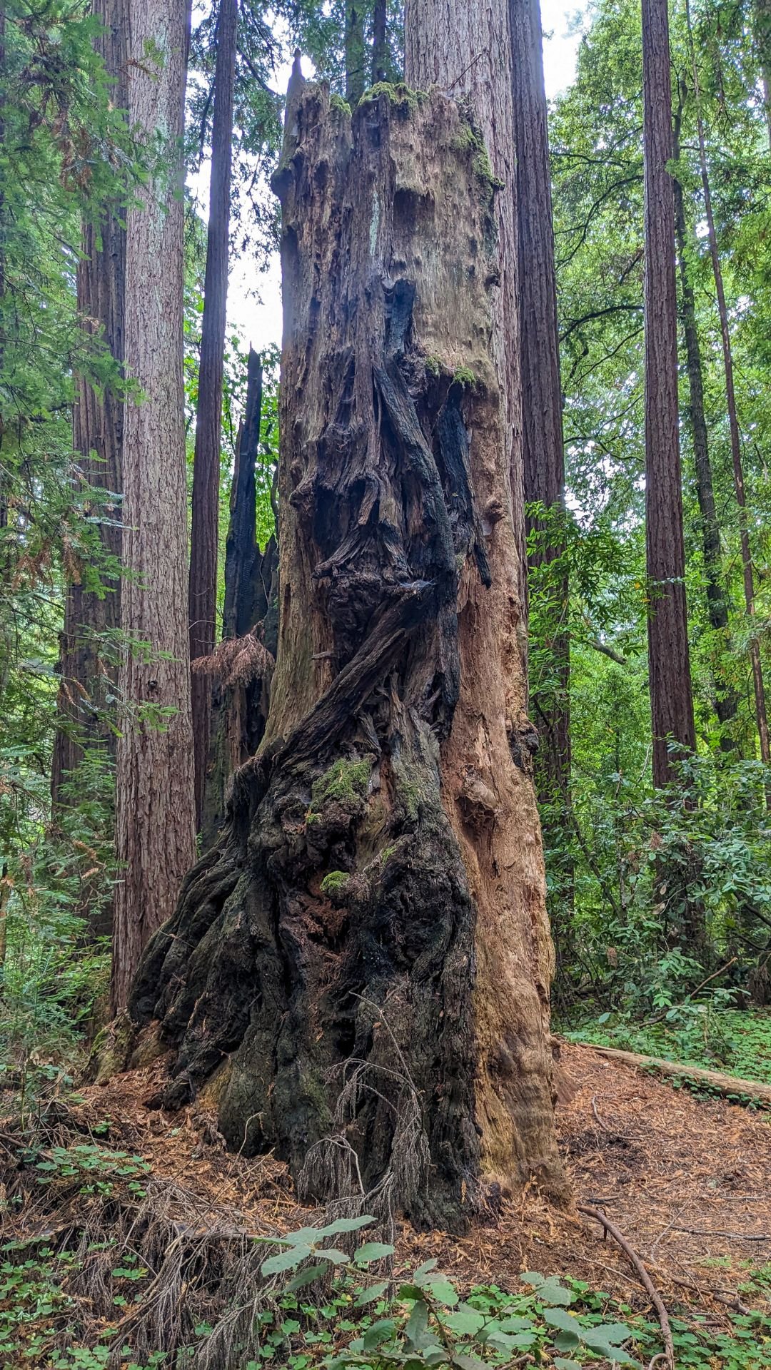 A redwood snag with fire burns.