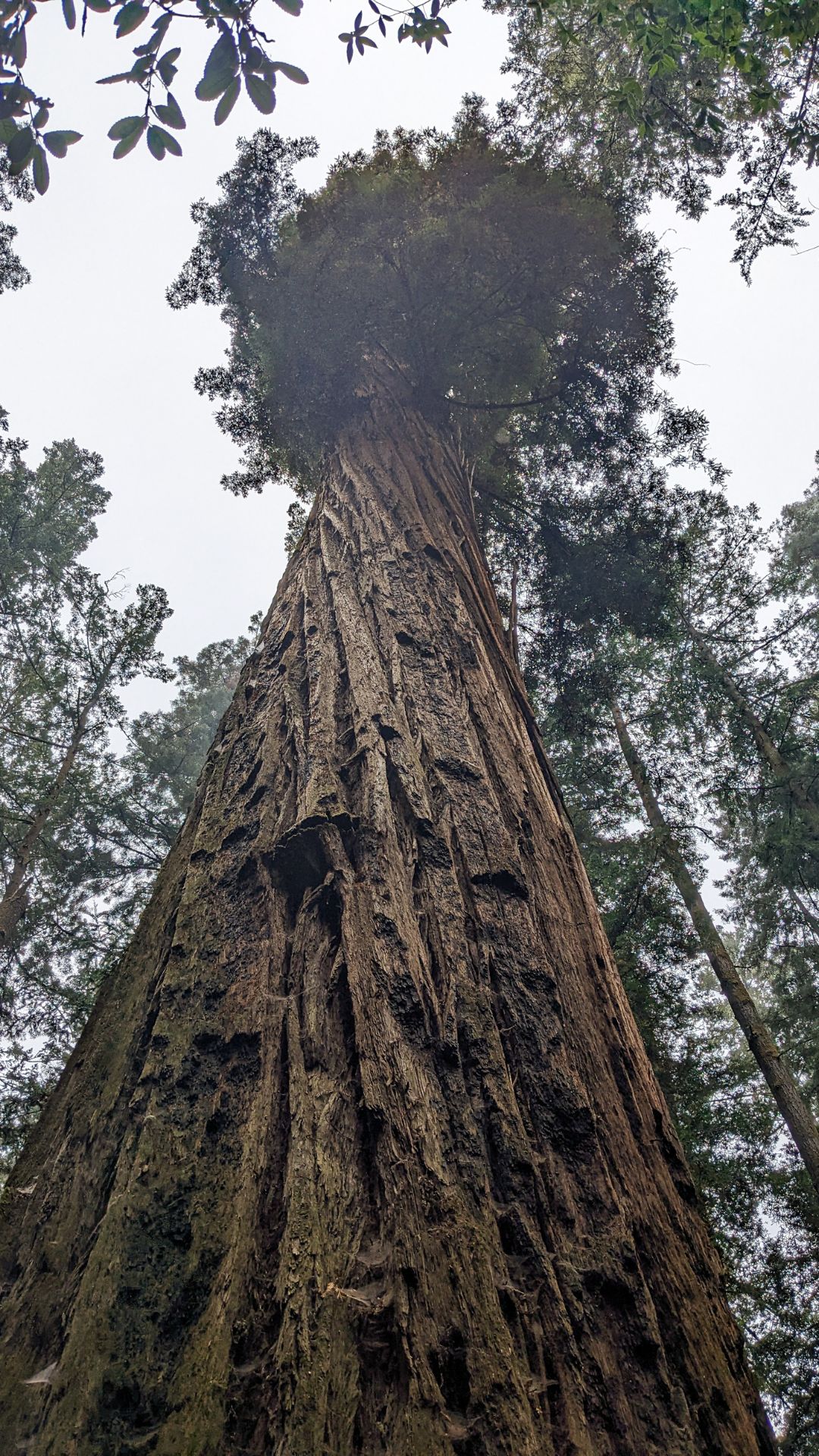 A view up a tall coastal redwood tree with a foggy overcast sky.