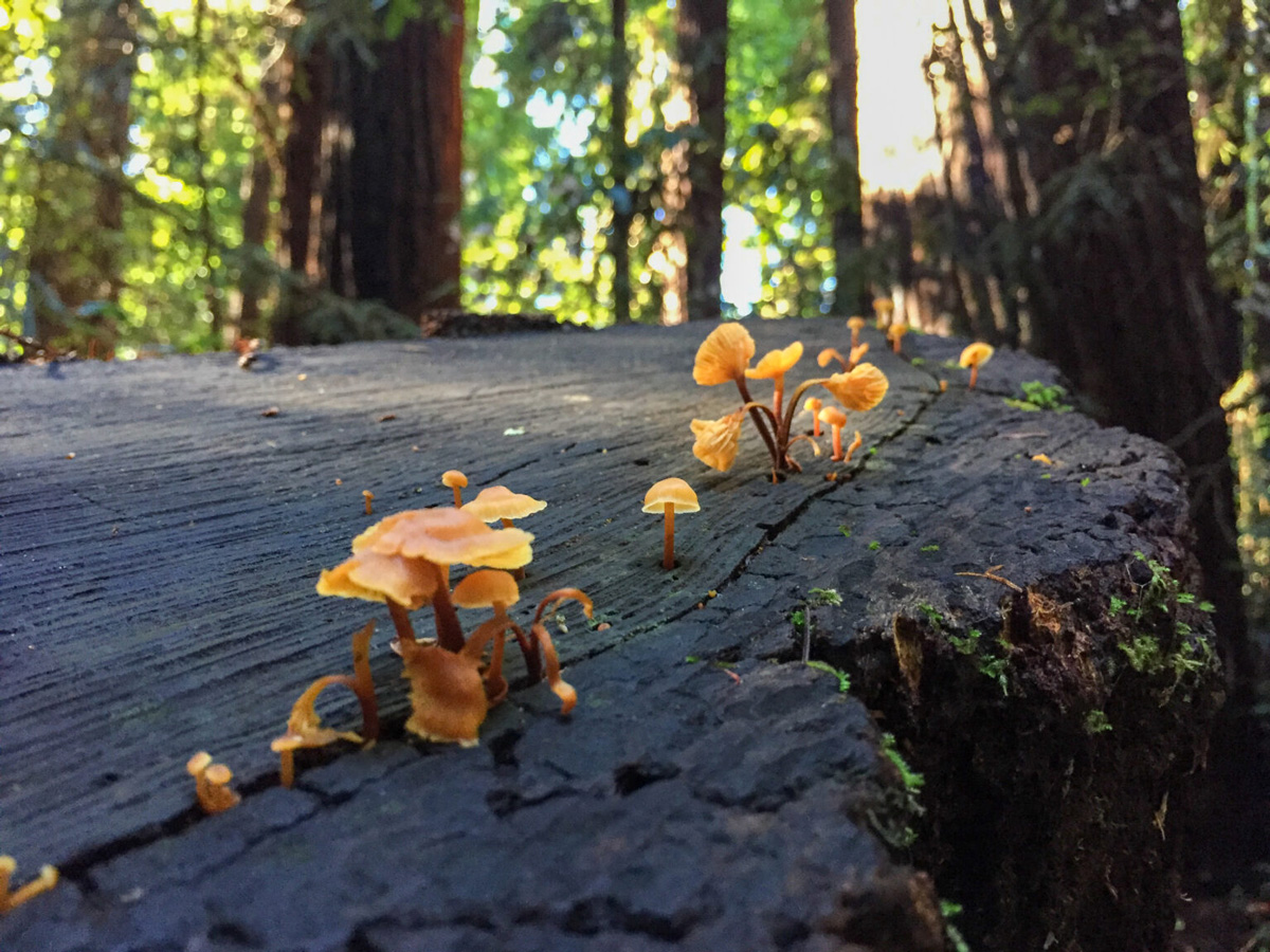 Orange capped mushrooms grow from a tree stump in a forest.