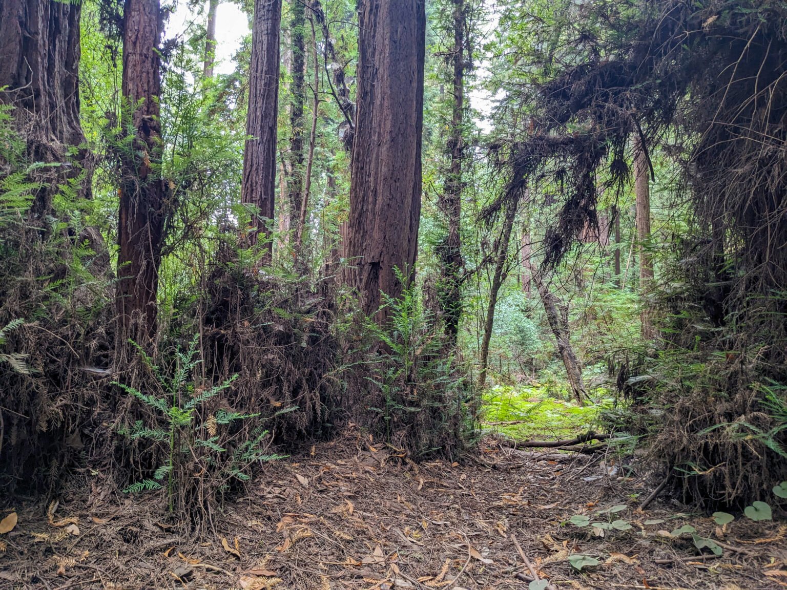Redwood trees with sprouts growing from the base of the trees in a forest.