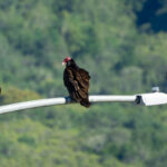 Three turkey vultures on a light pole.