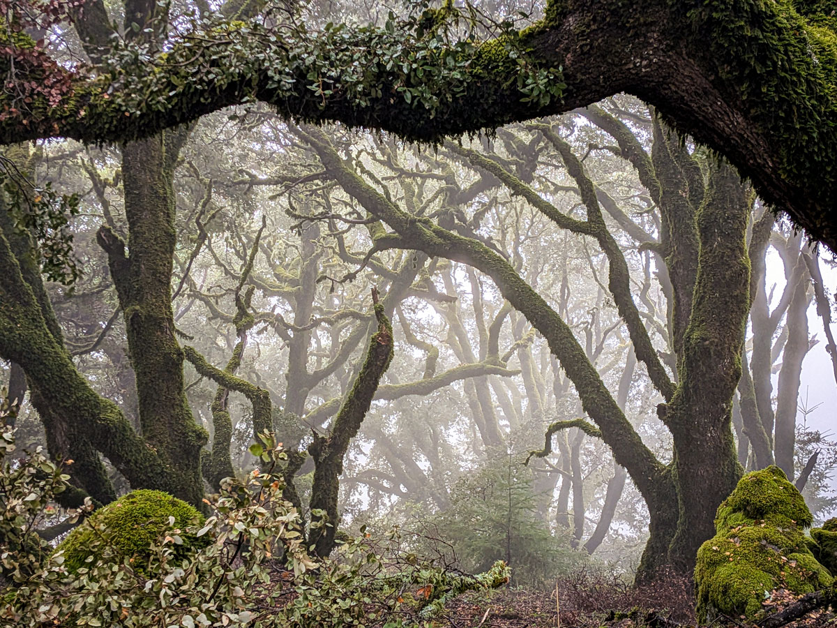 A misty look through moss covered trees.