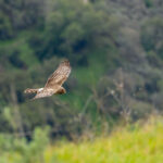 A northern harrier in flight.