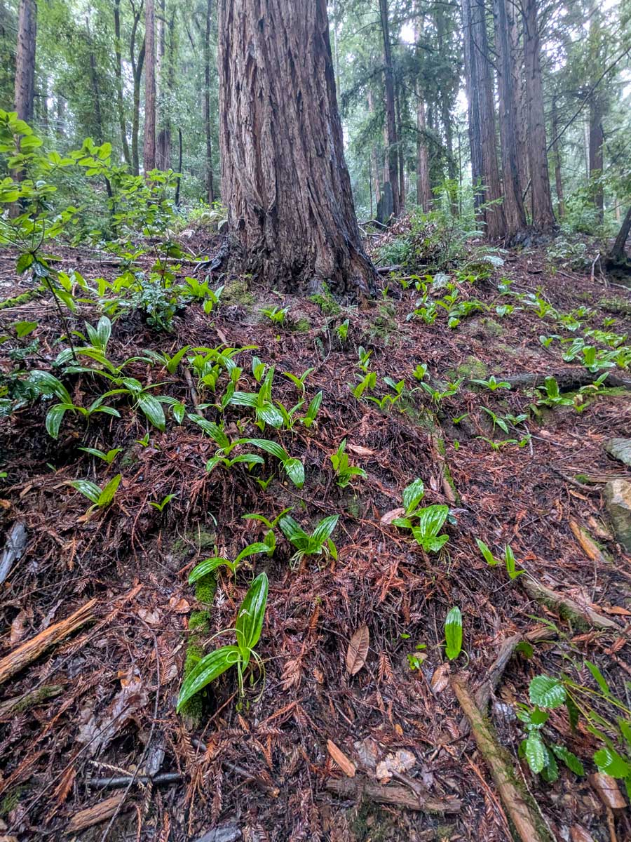 Green pairs of broad leaves plants growing in the forest floor.