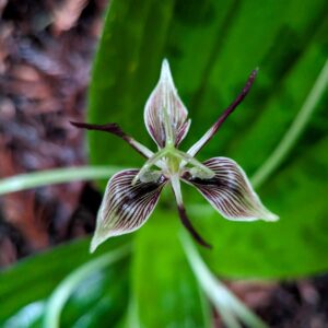 The fetid adderstongue bloom.