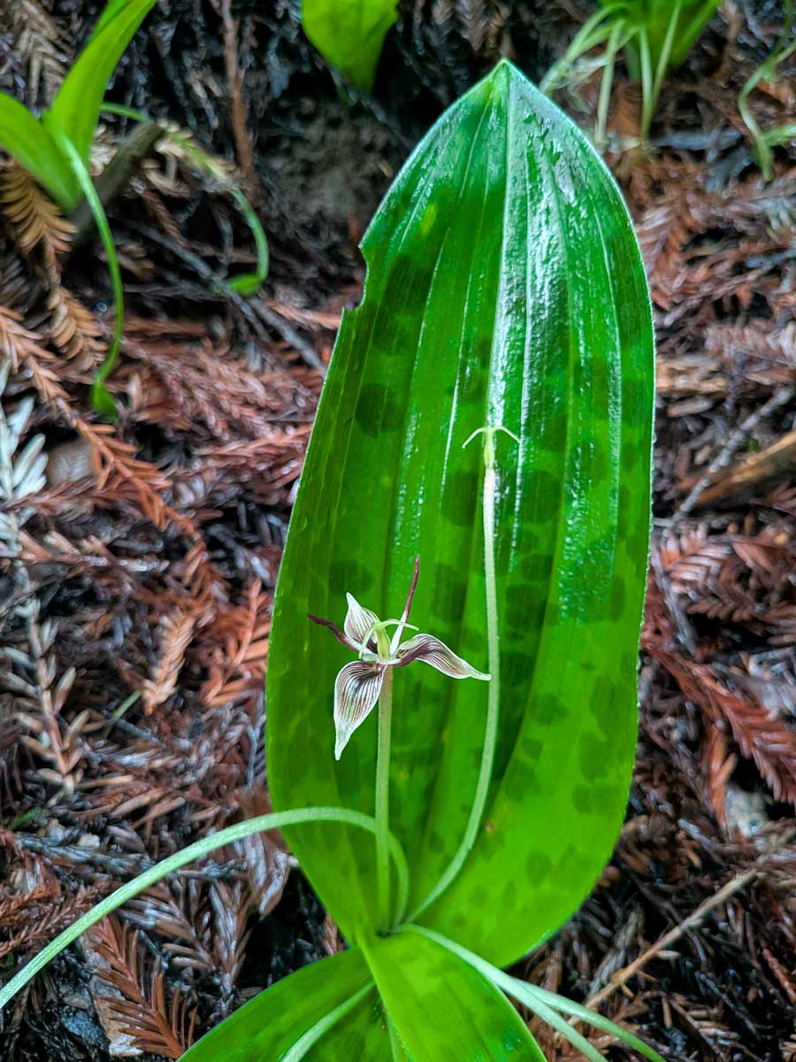 A closeup of an adderstongue plant that is flowing.  