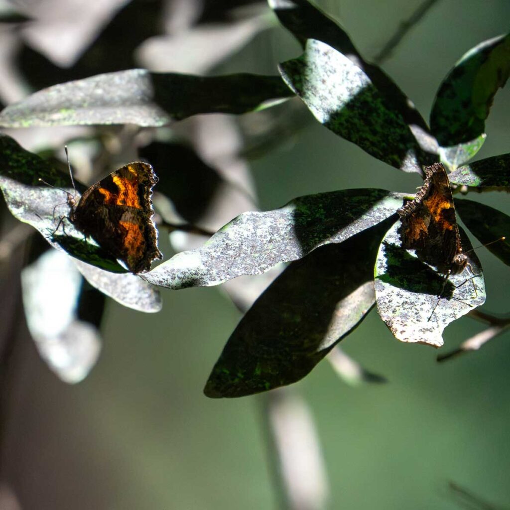 Two butterflies on a dark green leafed plant.