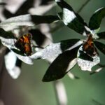 Two butterflies on a dark green leafed plant.