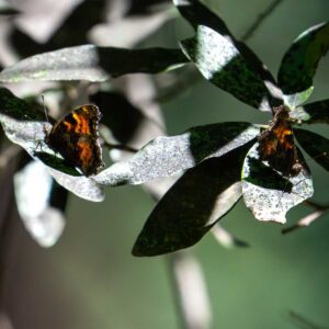 Two butterflies on a dark green leafed plant.