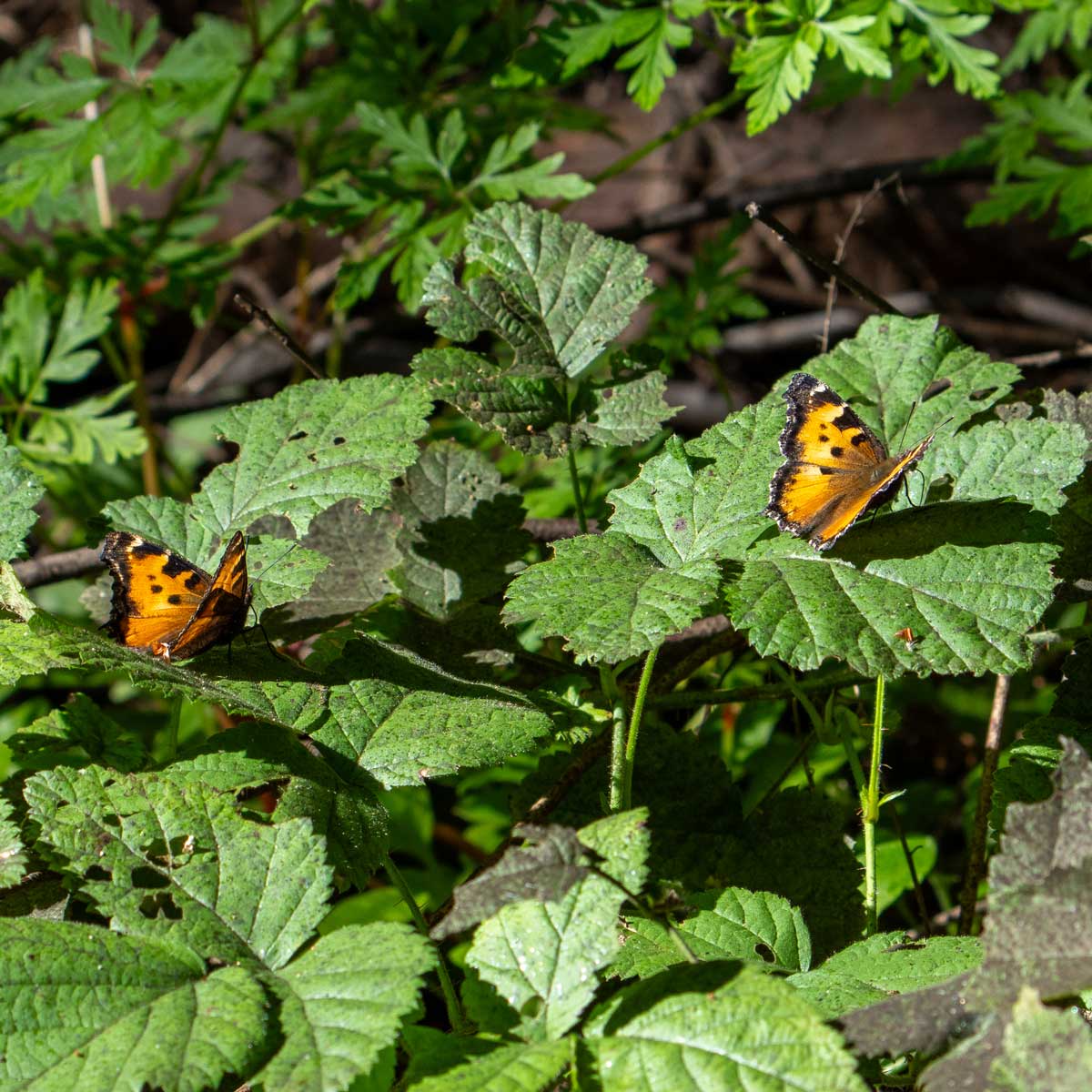 California Tortoiseshell butterflies rest in the understory of a redwood forest.  