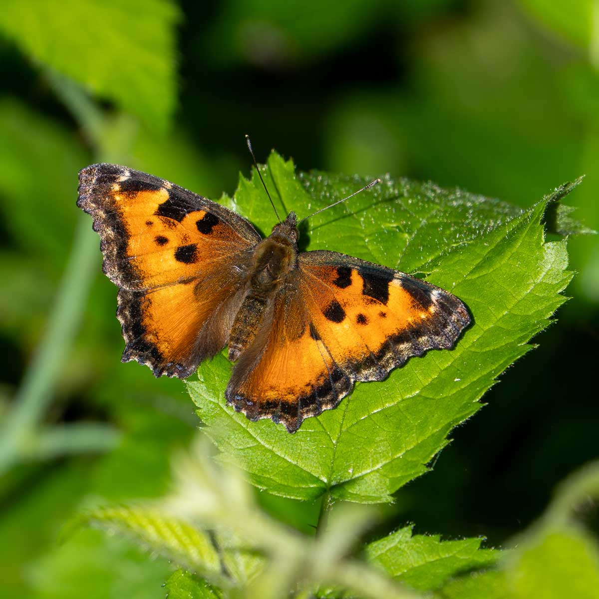 A white and black butterfly resting on a green leaf.  