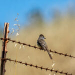 Ash-throated flycatcher perched on a barbed-wire fence in a dry grassland at Coyote Valley Open Space Preserve.