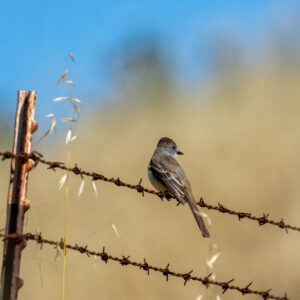 Ash-throated flycatcher perched on a barbed-wire fence in a dry grassland at Coyote Valley Open Space Preserve.