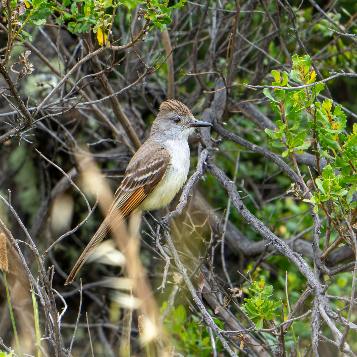 Ash-throated flycatcher with gray and buff plumage perched in a dense shrub.