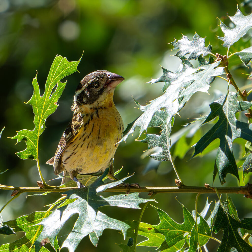 A orange and black bird in an oak tree.